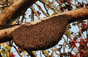 nid d'abeilles nature