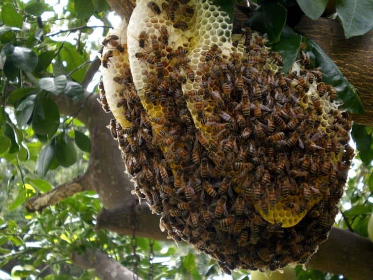 Destruction d'un nid de guêpes ou essaim d'abeilles : bonne ou mauvaise  idée ?