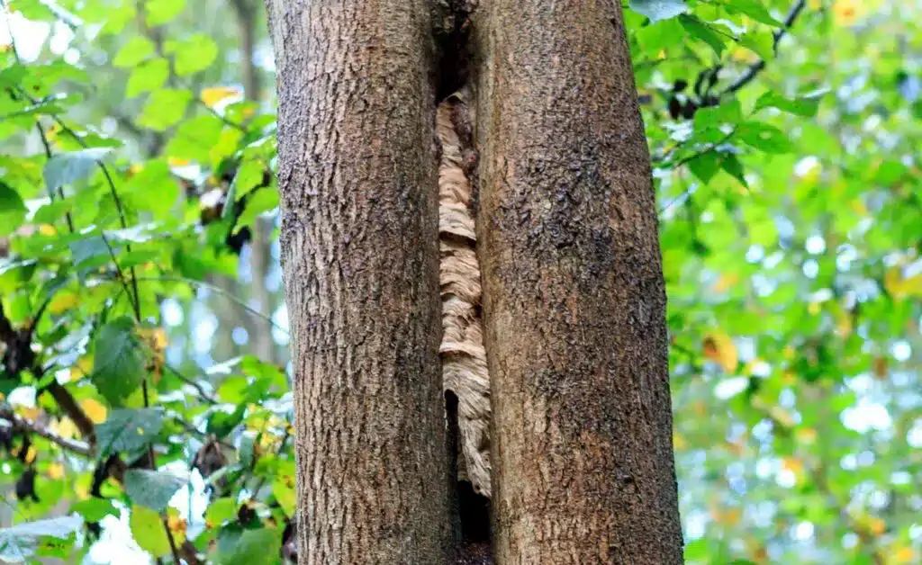 nid frelons europeens tronc d'arbre jardin