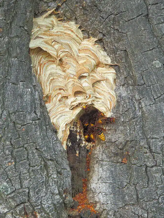 Recherche emplacement nid de frelons : arbre creux